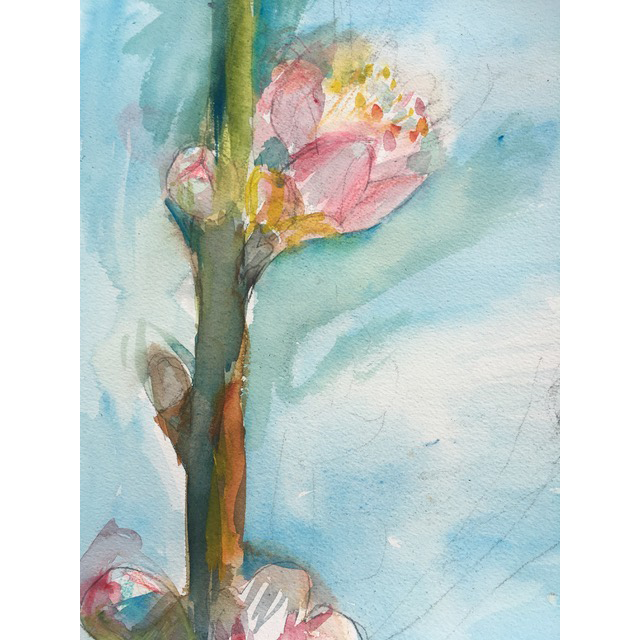 Peach tree bud, Rebecca Arnoldi