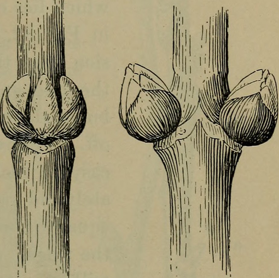 bud drawing